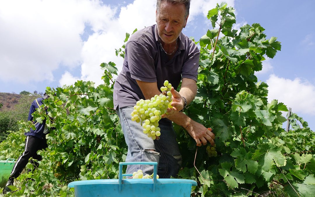 A Salemi la vendemmia della legalità nel fondo confiscato alla mafia